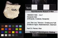 Foto (Objket + Etiketten) von Decapoda indet. 